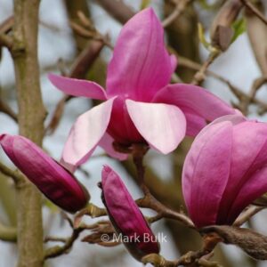 Magnolia 'Apollo'