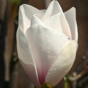 Magnolia 'Asian Artistry'