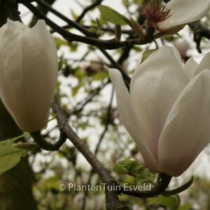 Magnolia 'Athene'