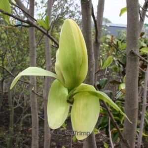 Magnolia 'Banana Split'