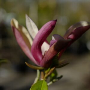 Magnolia 'Black Beauty'