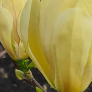 Magnolia 'Butterbowl'