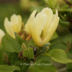 Magnolia 'Butterflies'