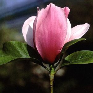 Magnolia 'Caerhays Belle'