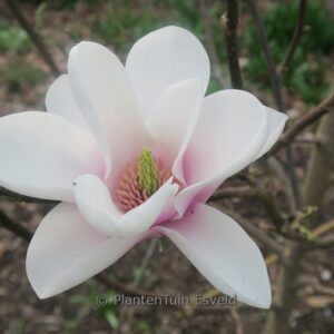 Magnolia 'Cassiopeia'