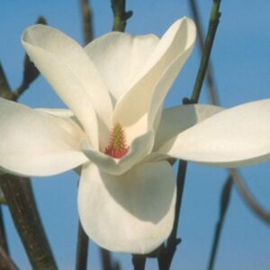Magnolia 'Cecil Nice'