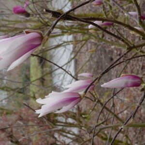 Magnolia 'Chang Hua' (CHAMELEON)