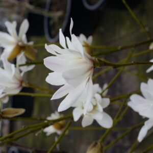 Magnolia 'Chinatown'