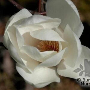 Magnolia 'David Clulow'