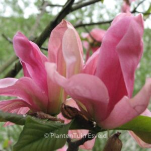 Magnolia 'Daybreak'