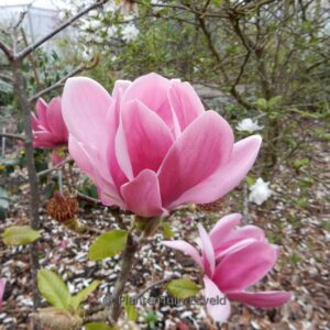 Magnolia 'Emperor'