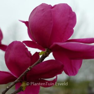Magnolia 'Felix Jury'