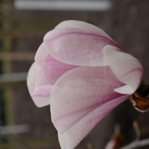 Magnolia 'Galaxy' x 'Leda'