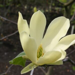 Magnolia 'Golden Sun'