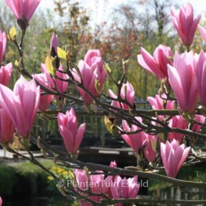 Magnolia 'Heaven Scent'