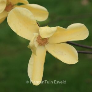 Magnolia 'Honey Liz'