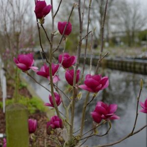 Magnolia 'Ian's Red'