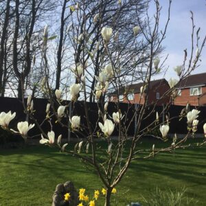Magnolia 'Jade Lamp'