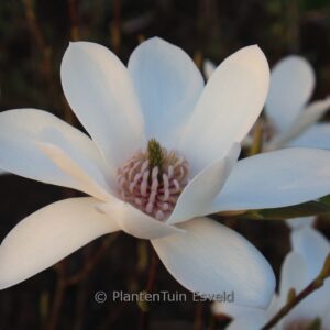 Magnolia 'Joli Pompon'