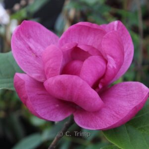 Magnolia 'Jurmagl' (BLACK TULIP)
