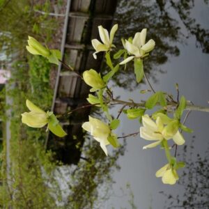 Magnolia 'Lemon Star'
