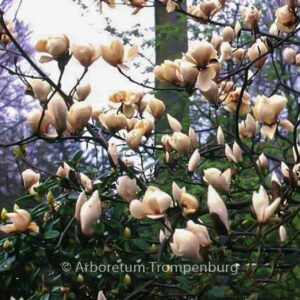 Magnolia 'Manchu Fan'