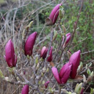 Magnolia 'March Till Frost'