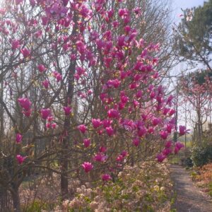 Magnolia 'Margaret Helen'