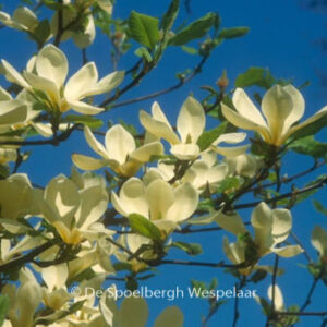 Magnolia 'Petit Chicon'