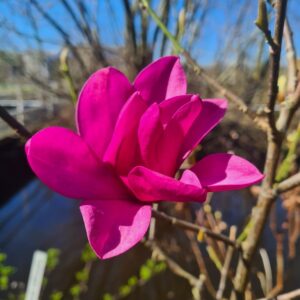 Magnolia 'Pink Pyramid'