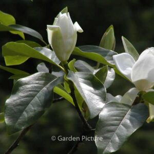 Magnolia 'Porcelain Dove'