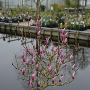 Magnolia 'Red Lucky'