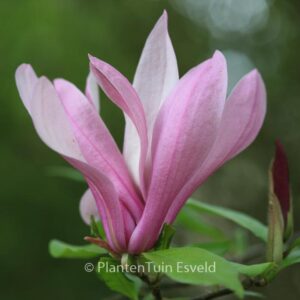 Magnolia 'Ricki'