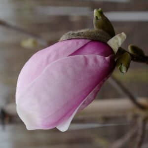 Magnolia 'Simple Pleasures'