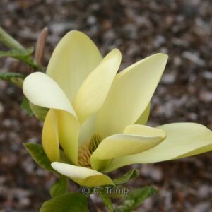 Magnolia 'Solar Flair'