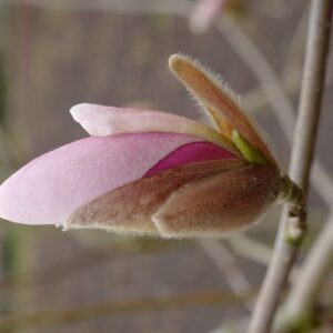 Magnolia 'Soulcamp'