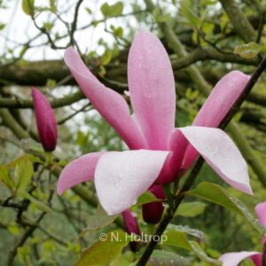 Magnolia 'Spectrum'