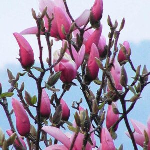 Magnolia 'Star Wars'
