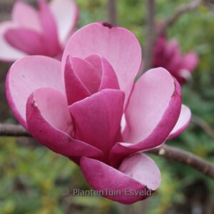 Magnolia 'Theodora'