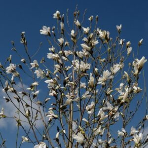 Magnolia 'Wada's Memory'