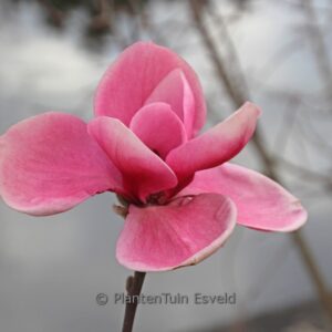 Magnolia 'Watermelon'