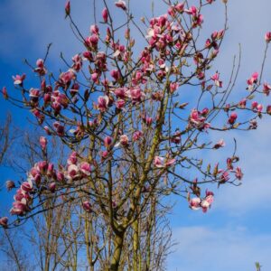 Magnolia 'Wim Rutten'