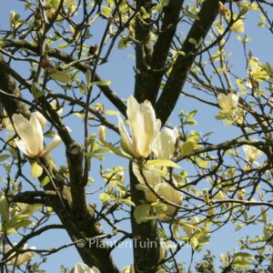 Magnolia 'Yellow Lantern'