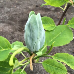 Magnolia acuminata 'Baby Blue'