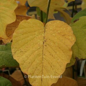 Magnolia acuminata 'Blue Opal'