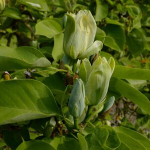 Magnolia acuminata 'Seiju'