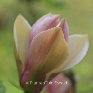 Magnolia brooklynensis 'Eva Maria'