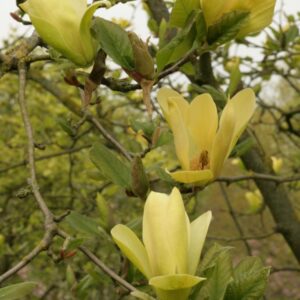 Magnolia brooklynensis 'Woodsman' x 'Gold Star'