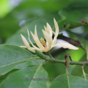 Magnolia champaca