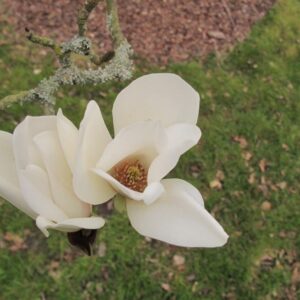 Magnolia cylindrica